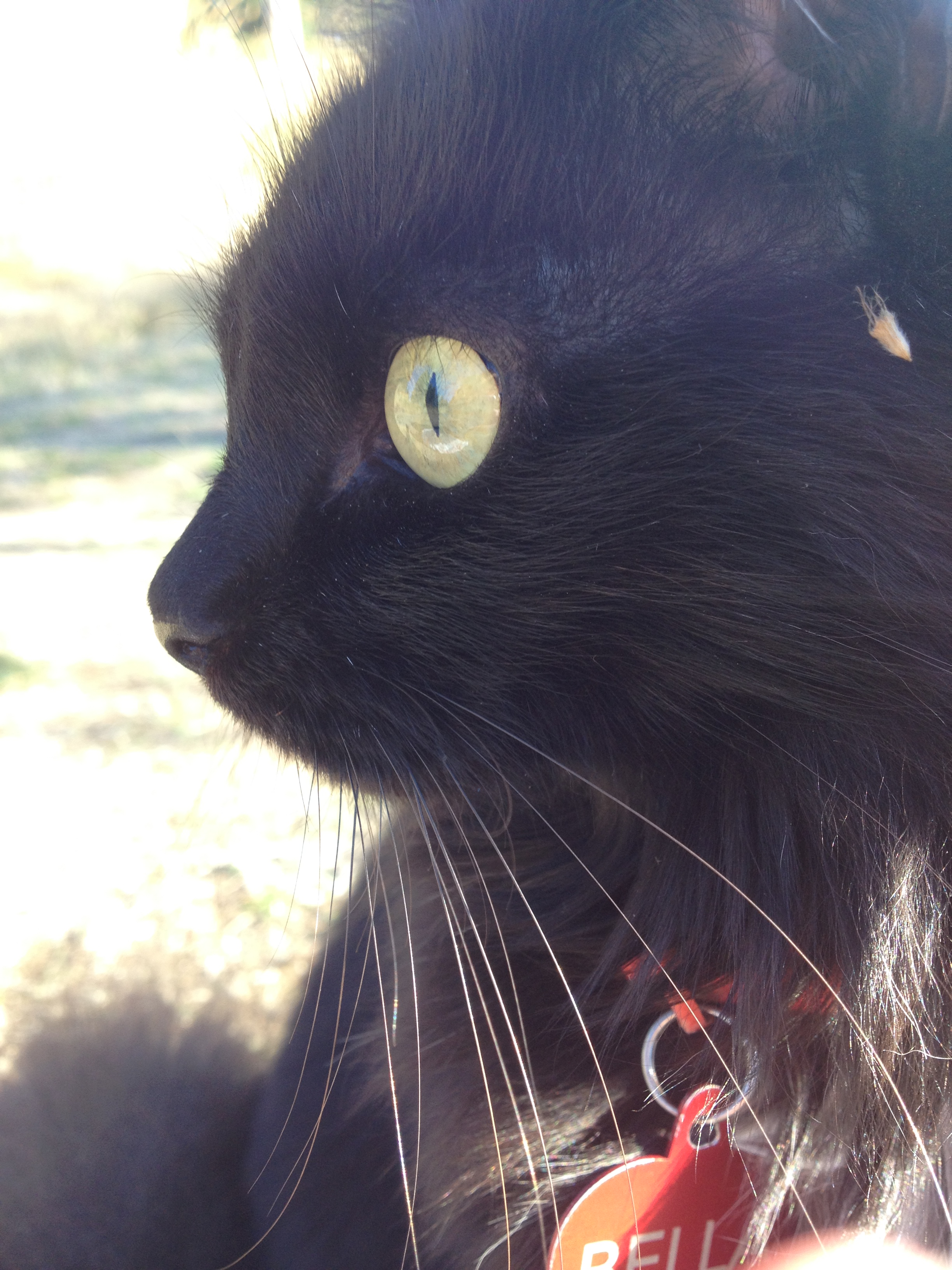 Real black cat with one wide eye, seen in profile