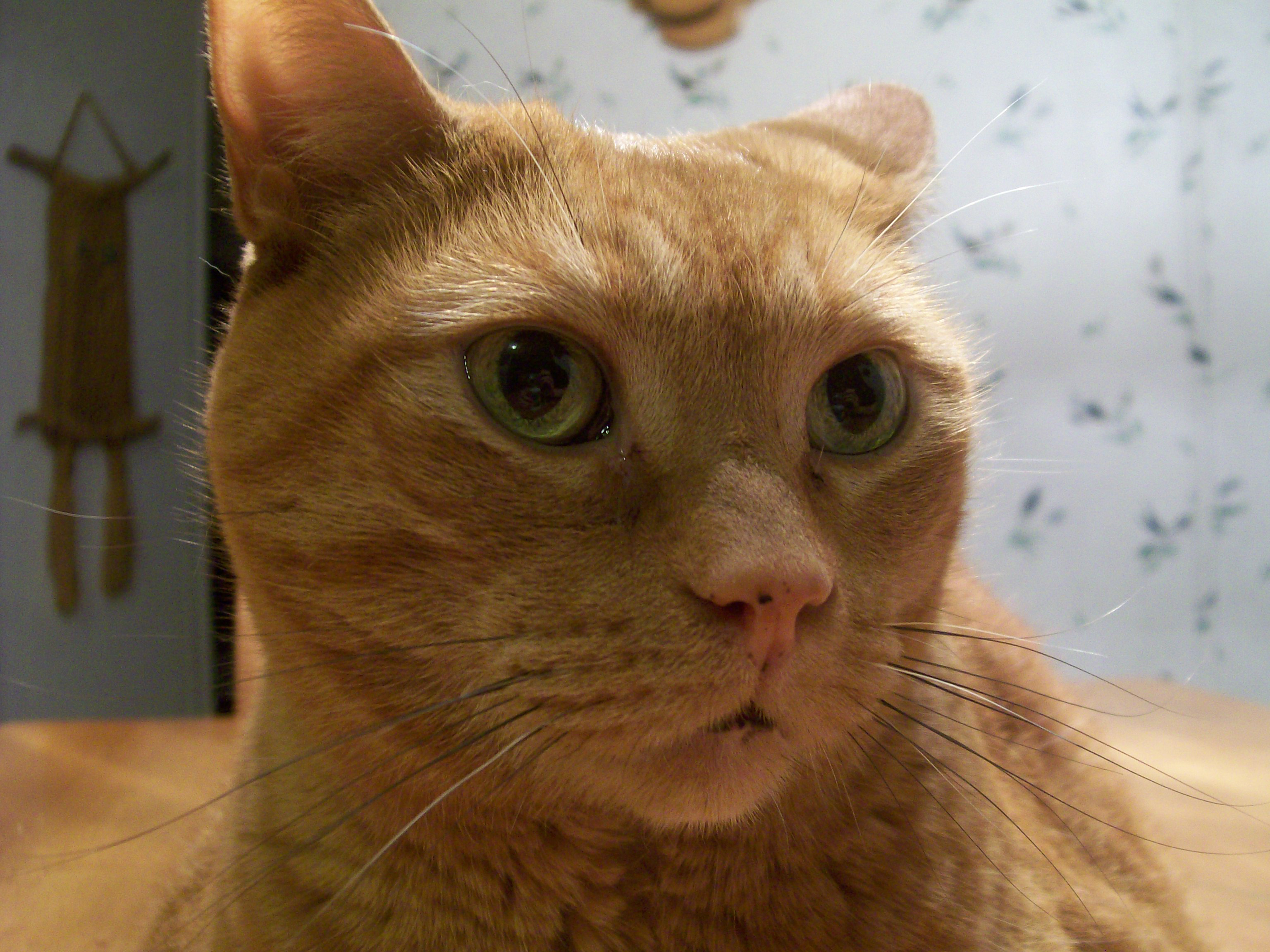 Real orange cat staring blankly into the camera